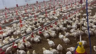 successful Broiler poultry farming 16000 Broiler chicken farming poultry farm [upl. by Turoff658]