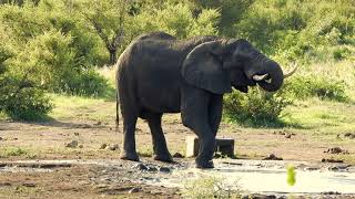 Elefant geht verschwenderisch mit Wasser um 4K [upl. by Ahsiekel]