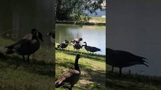 Very Vocal Geese 😆 [upl. by Johnna]