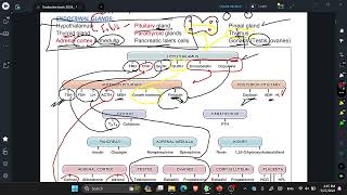 L12 Review of Endocrinal hormones [upl. by Ruthe972]