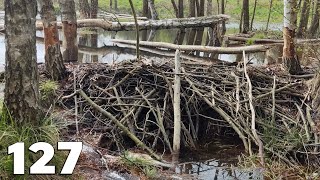 Perfect Dam And Flooded Meadow  Manual Beaver Dam Removal No127 [upl. by Sakmar]