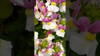 Lobelia plants are best for hanging baskets [upl. by Allehc110]