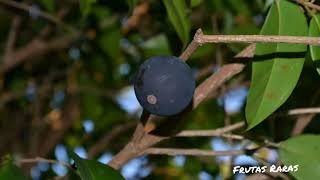 Myrciaria vexator  Jabuticabaazul blue grape blue jaboticaba pésjua morada [upl. by Missie]