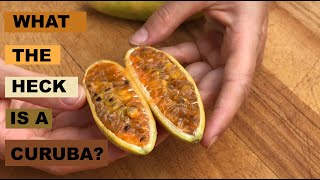 Inside Fierce Fruit Ep 2  Curuba AKA Banana Passion Fruit [upl. by Lindsey]