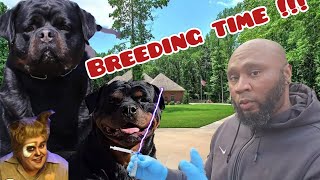 Rottweiler Ai Breeding time [upl. by Irita]