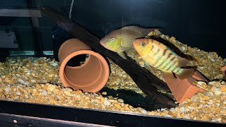 Cichlid Hut Update On The Red Terror Festae Pairs [upl. by Nnylyt]