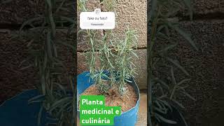 dicas  planta medicinal e culinária beneficios 10 benefícios do Alecrim [upl. by Artemahs]