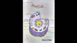 Study of animal cell diagram Simple Animal Cell  Diagram with labelling [upl. by Calisa]