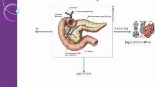 funciones del pancreas IV 4 [upl. by Enala]