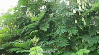 Herbal Medicine  Caesalpinia sappan  A Natural Remedy to to quench Thirst [upl. by Claudelle207]