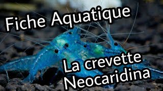 1 La crevette Neocaridina [upl. by Daloris]