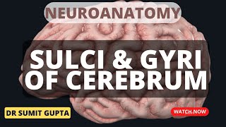 SULCI amp GYRI OF CEREBRUM [upl. by Wales]