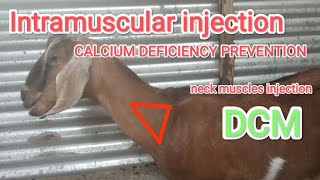 Intramuscular injection of DCM in goats Neck muscles calcium deficiency prevention [upl. by Amsa]