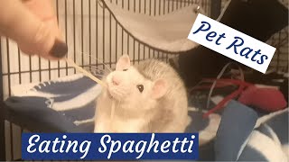 Cute Rats Eating Spaghetti [upl. by Nuahsar]