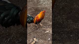 Gallo asil y cabeza redonda de rancho la ratonera galleros birds chickenbreeds fyp [upl. by Attenoj]