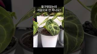 물구멍없는데 잘 큰다구요 안시리움 클라리네비움 Anthurium Clarinervium [upl. by Ynnub]