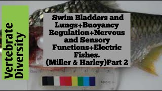 Swim Bladders amp LungsBuoyancy RegulationNervous FunctionsElectric FishesMiller amp HarleyPart 2 [upl. by Alexandrina]