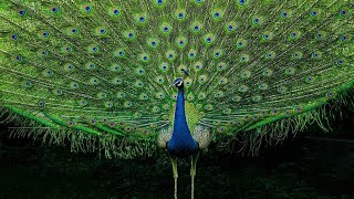 मोर का डांस peacock 🦚 dance 💃 roof birds the india pefowlpeacock sound and peacock flying peahen [upl. by Asertal]