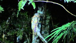 Amazonian Longtailed Potoo Nyctibius aethereus longicaudatus [upl. by Antonina]