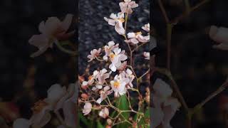 Oncidium twinkle quotfragrance fantasyquot bodhiorchid 보리난원 카틀레야 [upl. by Richmond]