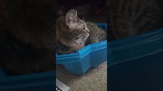 My Introvert Catty Cat🤣 shorts viral viralvideo cat funny Cute funnyvideo cutecat kitten [upl. by Ina]