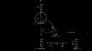 Amino Acid Oxidation Pathways Part 7 of 10  Amino Acids Degraded to SuccinylCoA [upl. by Boyce]