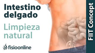 Limpieza de intestino delgado  Desintoxicar el intestino de forma natural [upl. by Ssur]