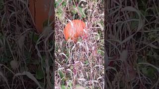 NOS ENCONTRAMOS ESTAS CALABAZAS EN EL HUERTO DE FANLILLO HUESCA ESPAÑA [upl. by Nyrret482]