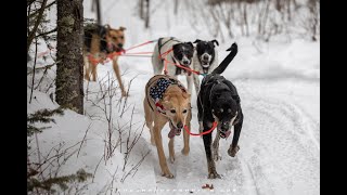 How to Train Sled Dogs pt 1  Mushing Tips [upl. by Angeline]