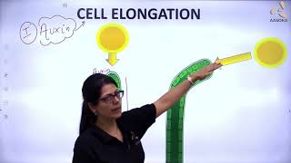 Plant Hormones  Biology  Chapter 5  CBSE  NCERT  NEET  Class 10 [upl. by Gaige]