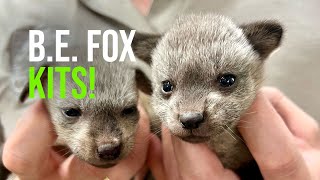 Baby Bateared Fox Success Story [upl. by Enamrahc]