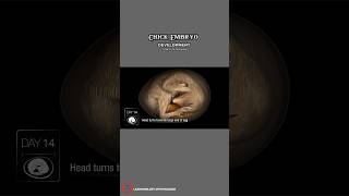 Chick Embryo development  21 days to hatching 🐣 shorts [upl. by Aseuqram]