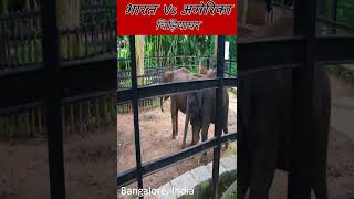 Zoo Compare India Vs USA [upl. by Treat]