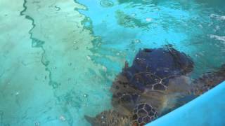 Turtle Rehabilitation Centre  Fitzroy Island Australia [upl. by Hirza]