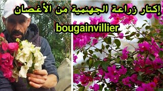 زراعةنبتةالجهنمية أو بوݣافيل bougainvillier من العقل أو الأغصان مع تحديد موعد وشروط نجاح الشتلات [upl. by Neyud]