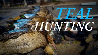 TEAL Hunting Public Land  2024 Louisiana Teal Season [upl. by Ahsieyn581]