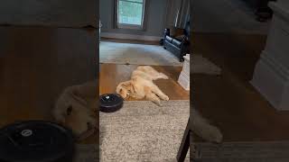 Roomba vs Labrador [upl. by Yerak]