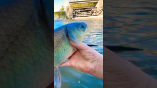 Please like comment and subscribe fishing fishingvideos carp freshwaterfish [upl. by Allesor562]