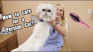 How To Care for a Persian Cat [upl. by Yerg337]