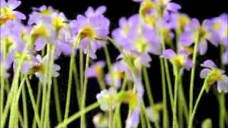 Pinguicula primuliflora carousel [upl. by Renruojos]