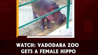 Watch Vadodara zoo gets a female hippo  ANI News [upl. by Wiersma658]