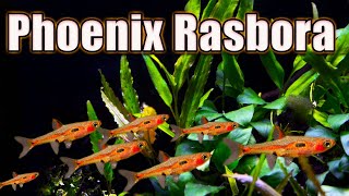 A Tiny Fish You NEED Phoenix Rasbora Care and Breeding [upl. by Gensler]