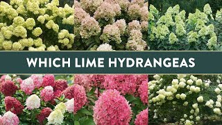 Comparing 4 Different “Lime” Hydrangeas  Which is BEST for you [upl. by Gundry]