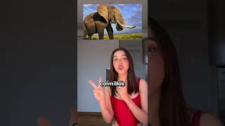 Animales prehistóricos VS actuales PARTE 2  Beth Cast [upl. by Berny990]