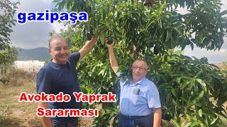 Avokado Ağaçlarında Yaprak Sararması Sürgün Problemi [upl. by Nallad]