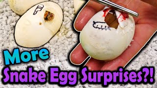 More Surprise Bullsnake Morphs Hatching [upl. by Areik]