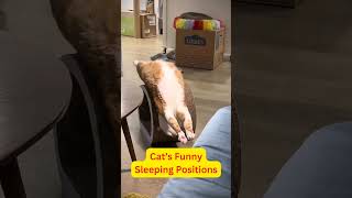 Cats Funny Sleeping Positions catshorts cat funnyshorts shorts trendingshorts [upl. by Dowzall]