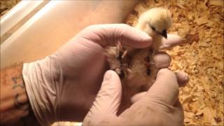 How to Identify Lice on Chicks [upl. by Salokcin]