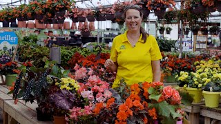 PETITTI Begonia Spotlight  Grow for Shade Deer Resistance amp Pollinators [upl. by Aicilehp51]