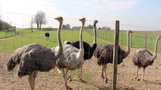 Ostern Eier in XXL Besuch auf der Straußenfarm in Böhmenkirch [upl. by Edrea]